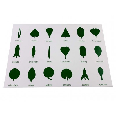 Botany Cabinet Control Chart - English