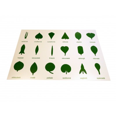 Botany Cabinet Control Chart - Romanian