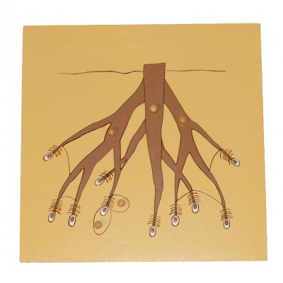 Botany Puzzle: Root